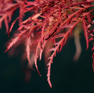 Acer palmatum var. dissectum ‘Dragon’s Fire’