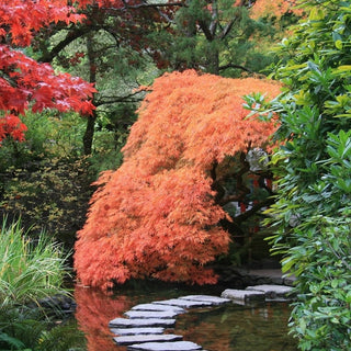 Acer palmatum var. dissectum ‘Jeddeloh Orange’