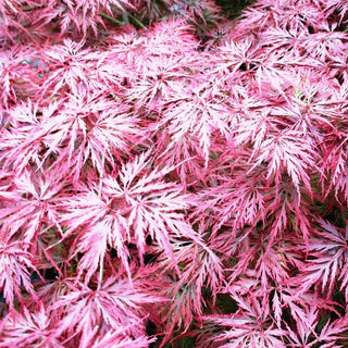 Acer palmatum var. dissectum 'Pink Filigree'