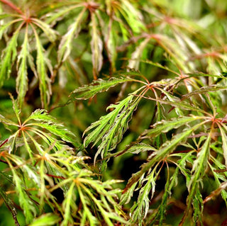 Acer palmatum var. dissectum ‘Spring Delight’
