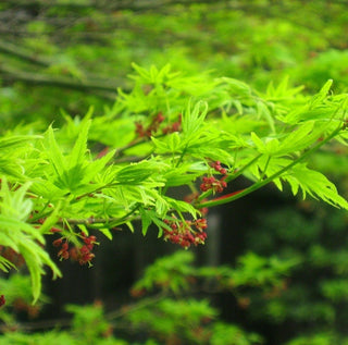 Acer japonicum ‘Ao Jutan’