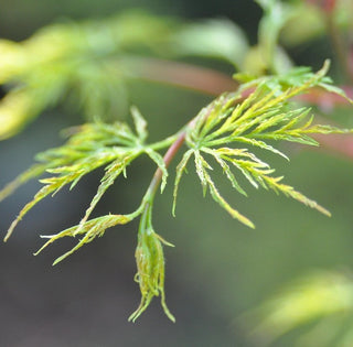 Acer japonicum ‘Fairy Lights’