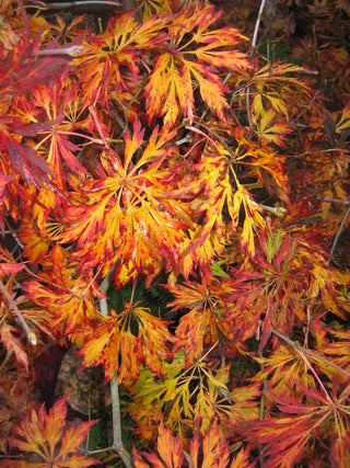 Acer japonicum ‘Green Cascade’
