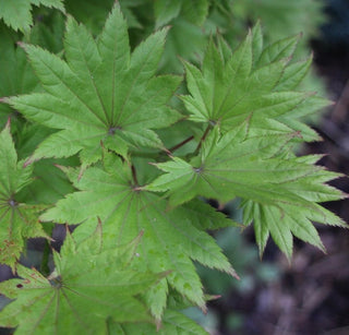 Acer japonicum ‘Taki no gawa’