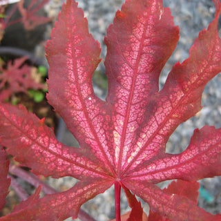 Acer palmatum ‘Aka shigitatsu sawa’