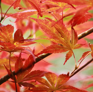 Acer palmatum ‘Ariadne’