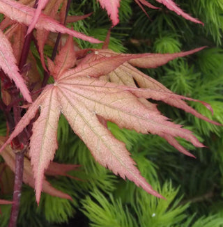 Acer palmatum ‘Baby Ghost’
