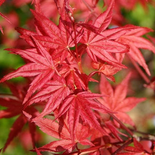 Acer palmatum ‘Beni maiko’