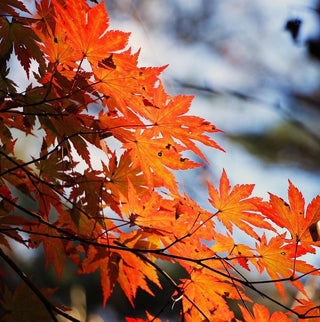 Acer palmatum ‘Beni shigitsatsu sawa’