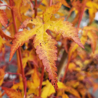 Acer palmatum ‘Bihou'