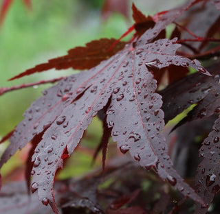 Acer palmatum ‘Black Lace’