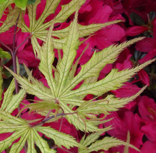 Acer palmatum ‘Blonde Beauty’