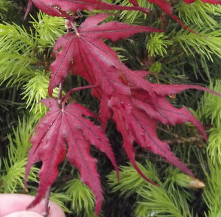 Acer palmatum ‘Celebration’