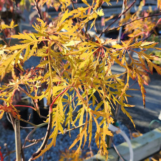Acer palmatum ‘Contorta'