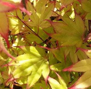 Acer palmatum ‘Diva’