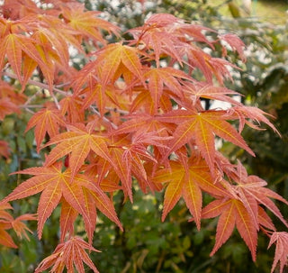 Acer palmatum ‘Festival’