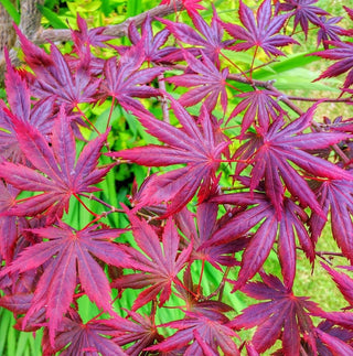 Acer palmatum ‘Frosted Purple’
