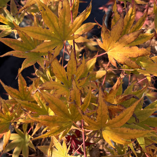 Acer palmatum ‘Gaki no sugi’