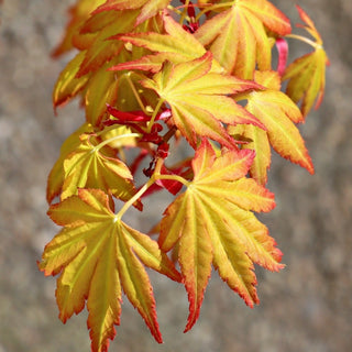 Acer palmatum ‘Gold Digger’
