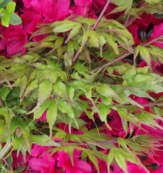 Acer palmatum ‘Hippi-fin-mo’