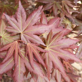 Acer palmatum ‘Hot Chana’
