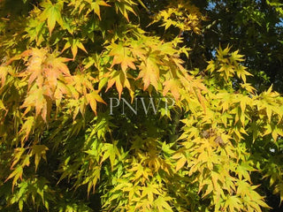 Acer palmatum ‘Japanese Sunrise’