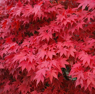 Acer palmatum ‘Kandy Kitchen’