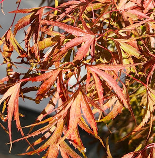 Acer palmatum ‘Kuro hime’