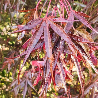 Acer palmatum ‘Little Fingers’