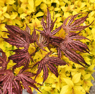Acer palmatum Mikazuki