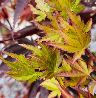 Acer palmatum ‘Novum'