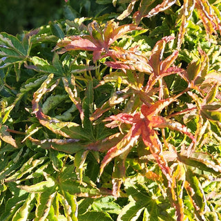 Acer palmatum ‘Ojishi’