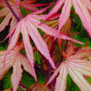Acer palmatum ‘Olsen’s Frosted Strawberry’