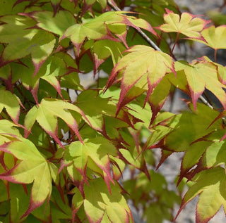 Acer palmatum ‘Oto hime’