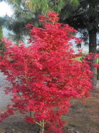 Acer palmatum ‘Otome Zakura’