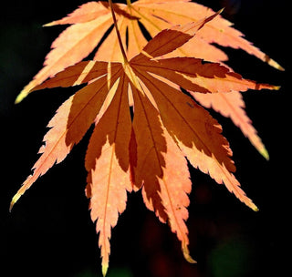Acer palmatum ‘Pastel’