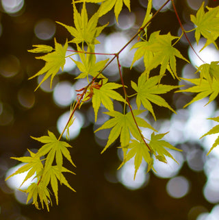 Acer palmatum ‘Peridot Flame’