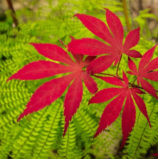 Acer palmatum ‘Peve Dave’