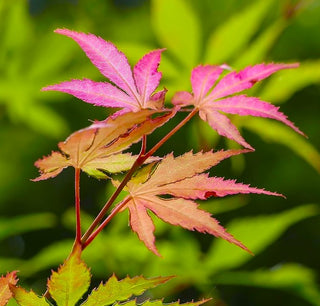 Acer palmatum ‘Phoenix’