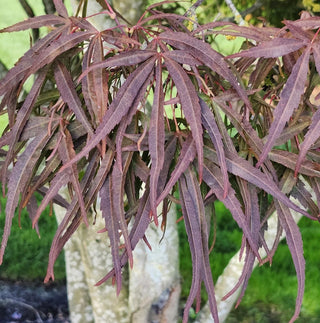 Acer palmatum ‘Pung kil’