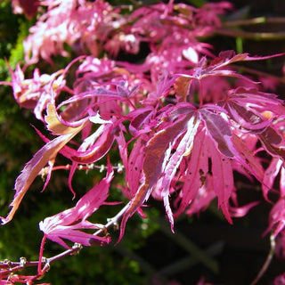 Acer palmatum ‘Rainbow’