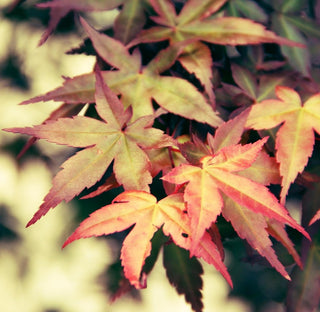 Acer palmatum ‘Russlyn in the Pink’