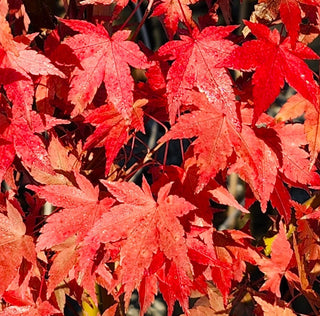 Acer palmatum ‘Ryusen’