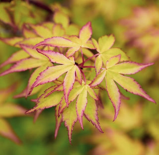 Acer palmatum ‘Satsuki-beni’