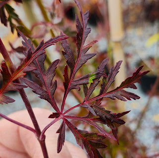 Acer palmatum ‘Seiryu'