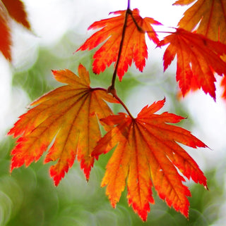 Acer palmatum ‘Seki no kegan’