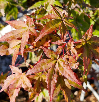 Acer palmatum ‘Sharp’s Pygmy’