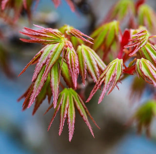 Acer palmatum ‘Shishio Hime’