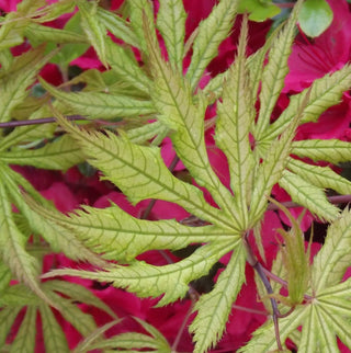 Acer palmatum ‘Sister Ghost’