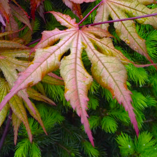 Acer palmatum ‘Strawberry Spring’